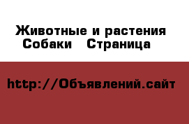 Животные и растения Собаки - Страница 6 